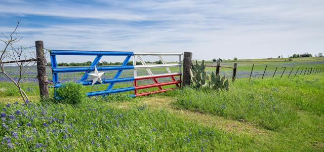 Texas Bluebonnet Field and a Fence With Gate in Spring