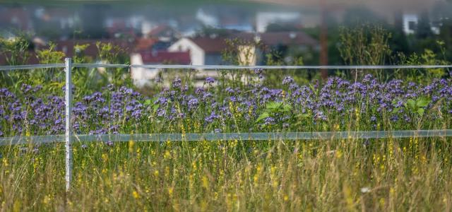 Flower Meadow in Summer